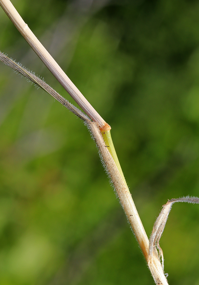 Image of Elymus amurensis specimen.