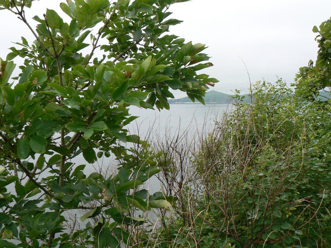 Image of Fraxinus rhynchophylla specimen.