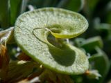 Medicago arborea