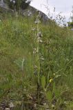 Ophrys scolopax