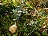 Vaccinium vitis-idaea. Вегетирующие растения на подушке мха Polytrichum commune, Нижегородская обл., Ардатовский р-н, окр. станции Венец, окраина верхового болота. 01.10.2021.