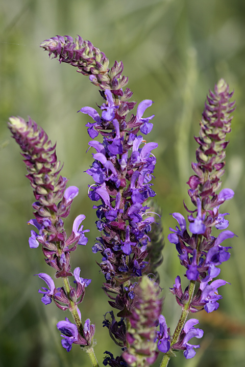 Image of Salvia deserta specimen.