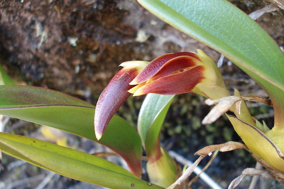 Image of familia Orchidaceae specimen.