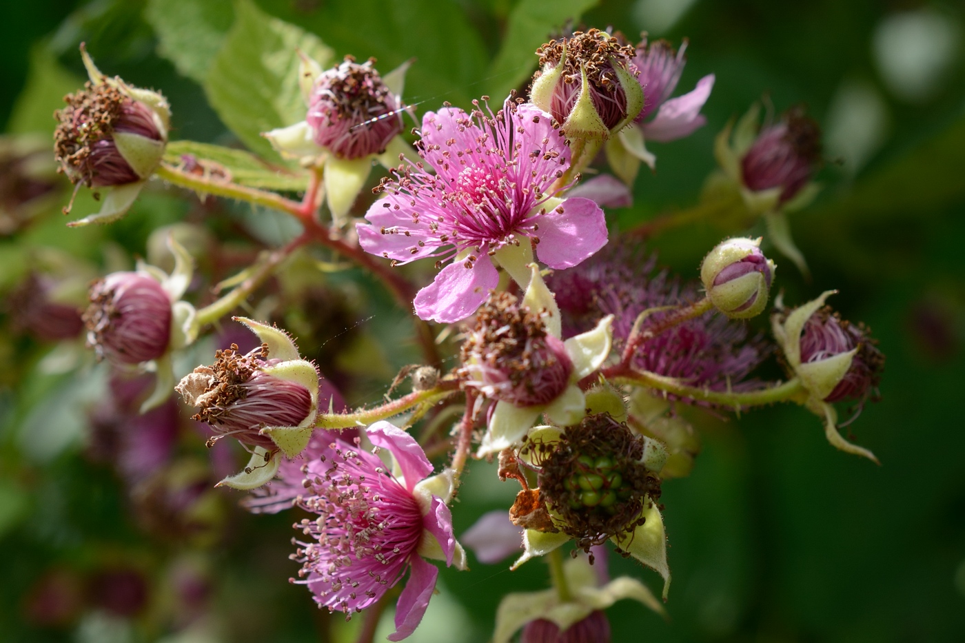 Изображение особи Rubus sanctus.