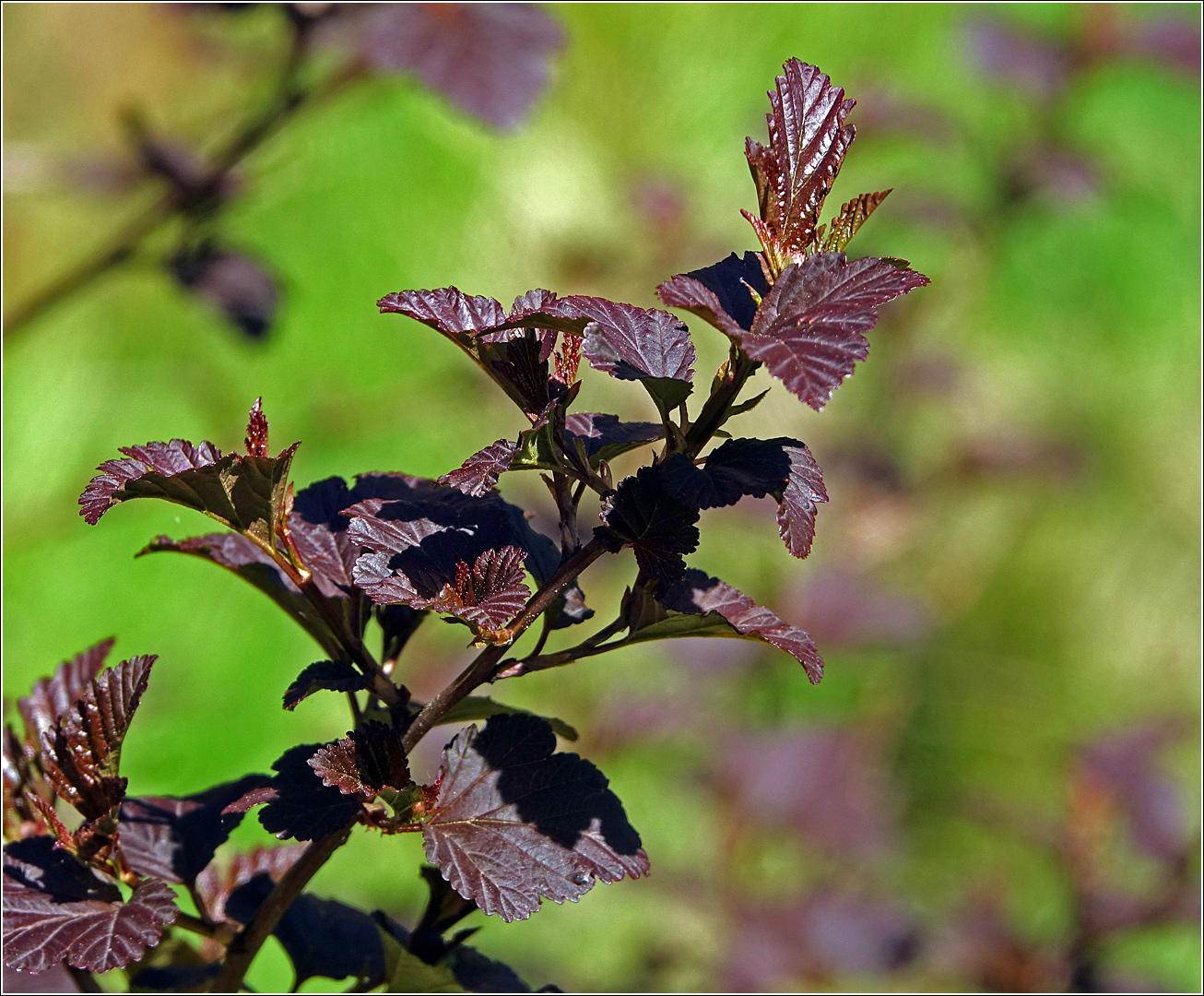 Image of Physocarpus opulifolius specimen.