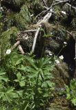 Ranunculus platanifolius