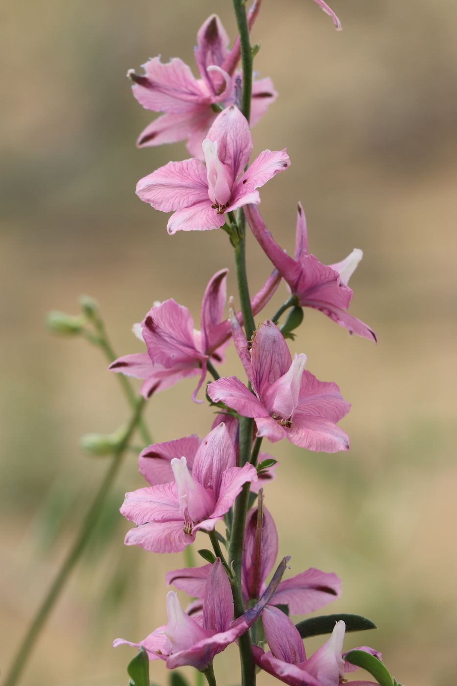 Image of Delphinium camptocarpum specimen.