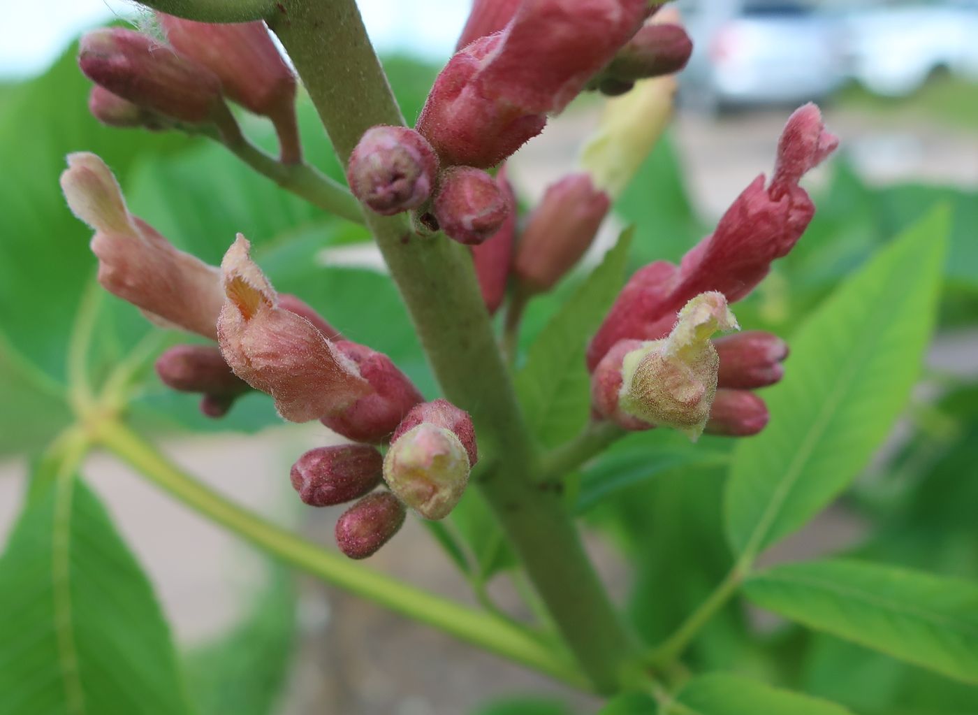 Изображение особи Aesculus pavia.