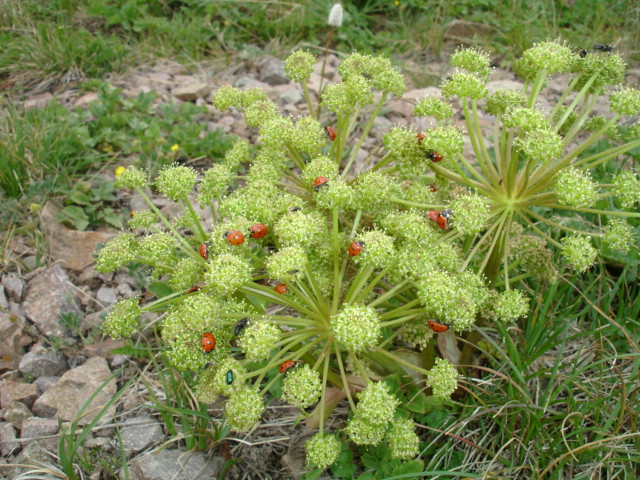 Изображение особи Archangelica brevicaulis.