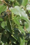genus Populus. Листья. Бутан, дзонгхаг Тхимпху, г. Тхимпху. 01.05.2019.