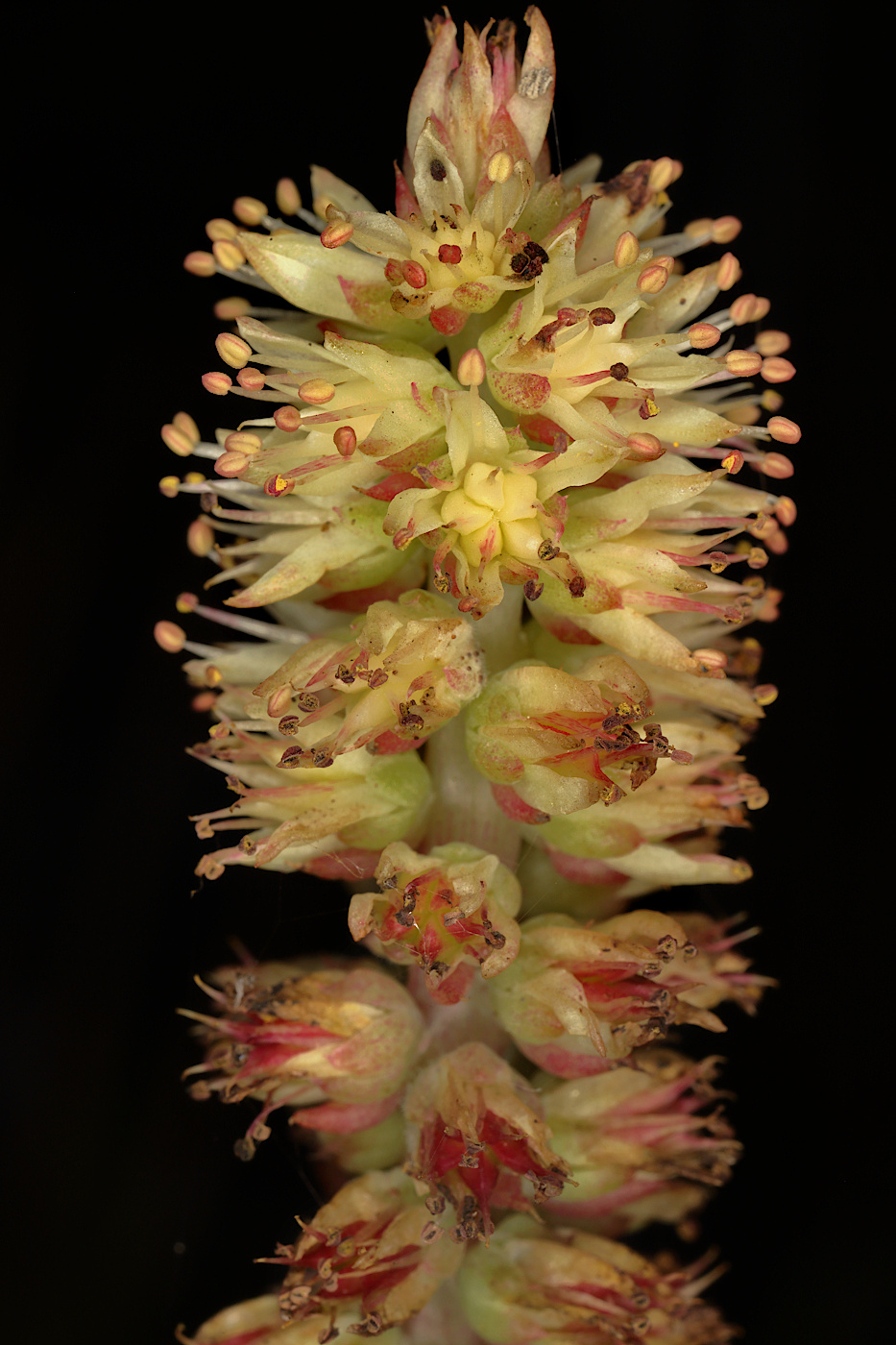 Image of Orostachys spinosa specimen.