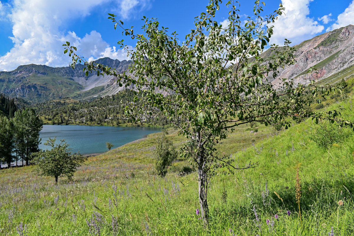 Image of Malus sieversii specimen.