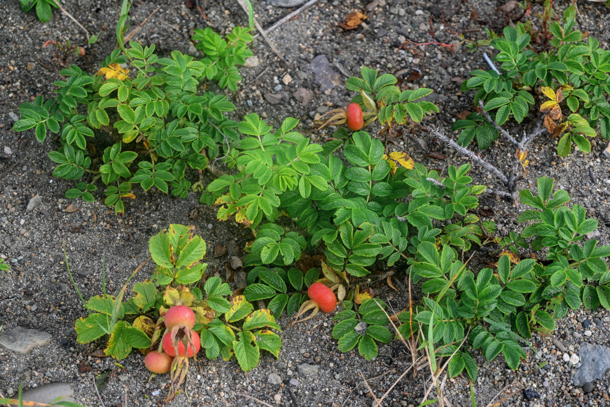 Image of Rosa rugosa specimen.