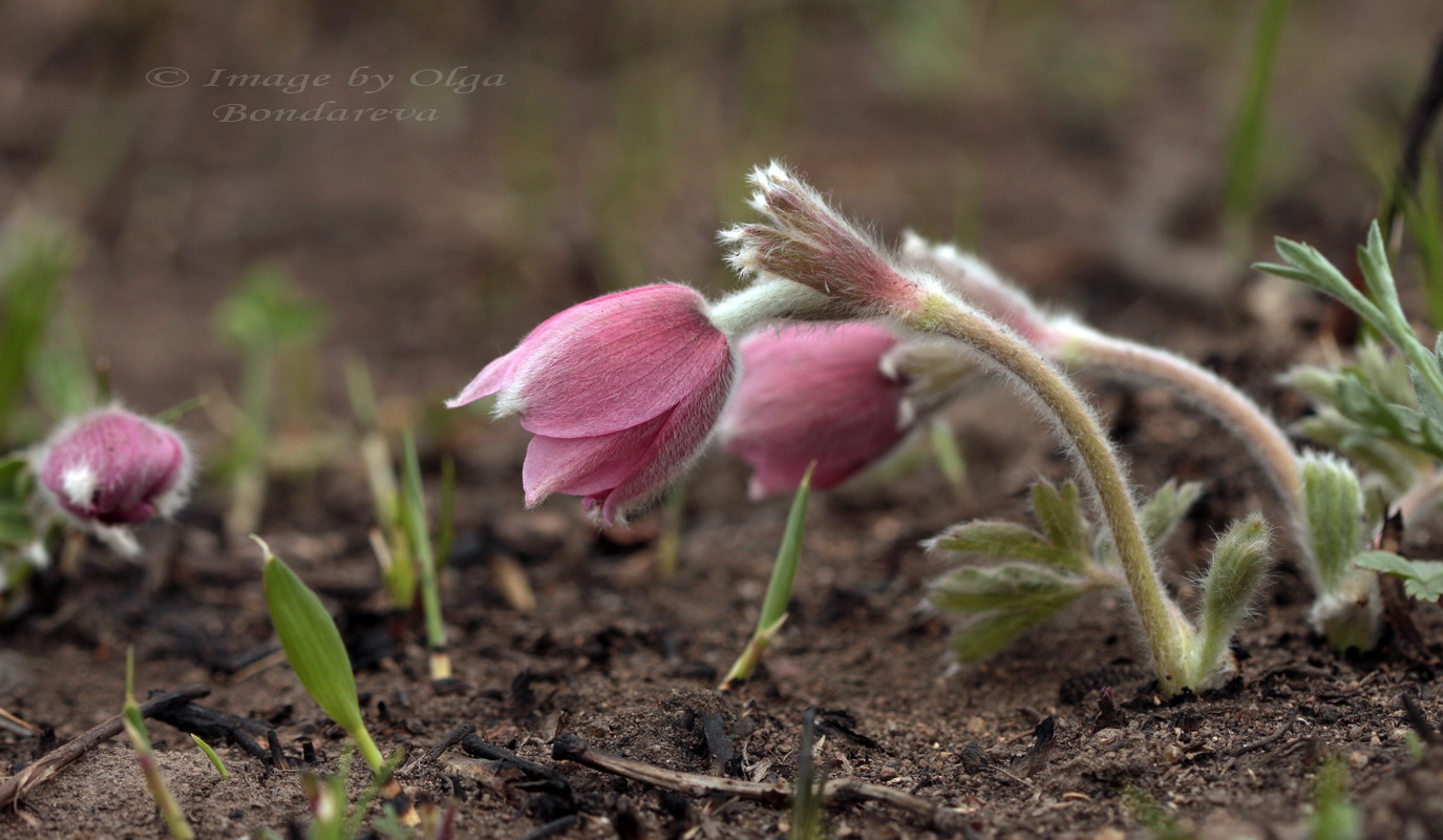 Image of Pulsatilla chinensis specimen.