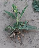 Смотреть изображение Phlomoides labiosa