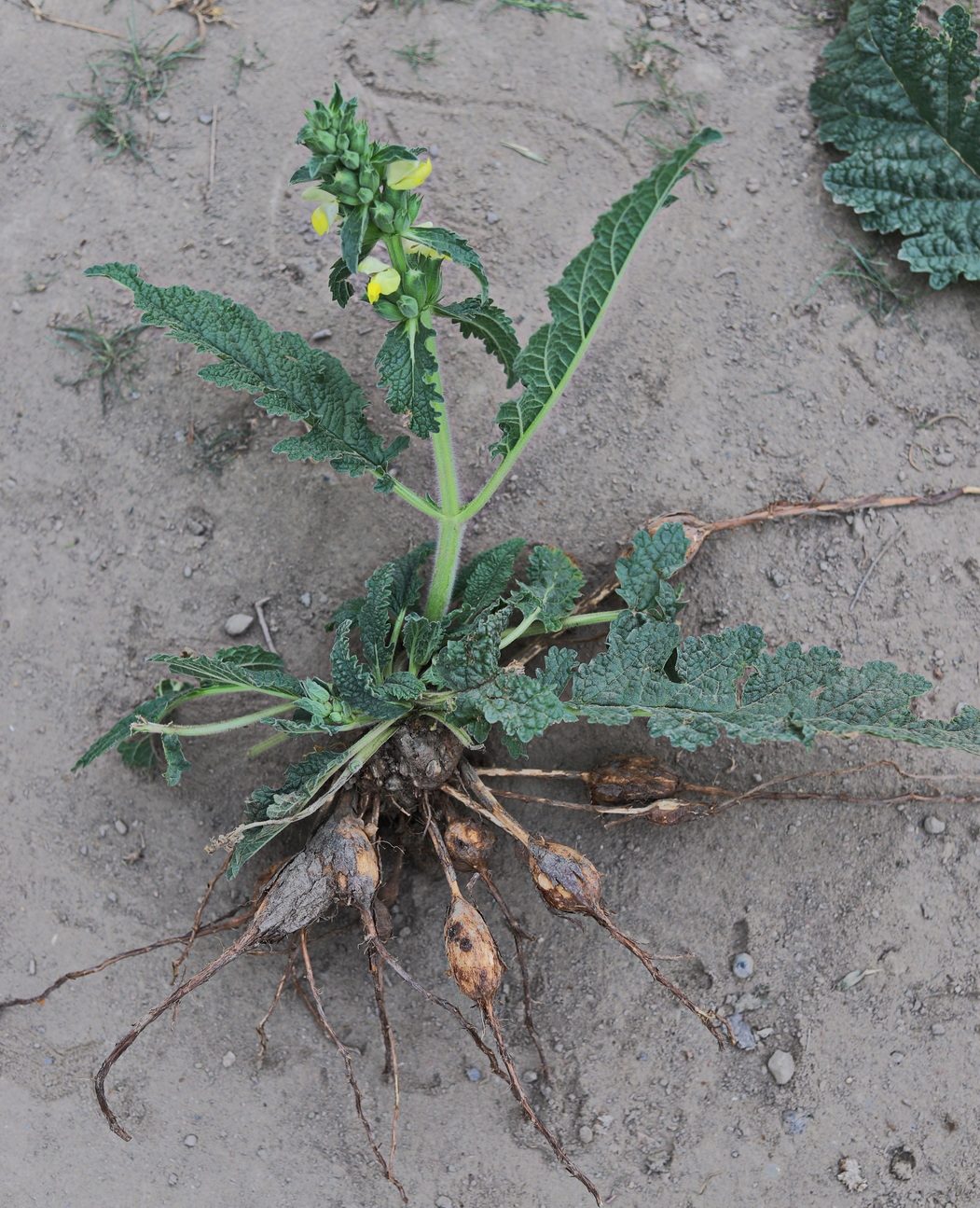 Image of Phlomoides labiosa specimen.