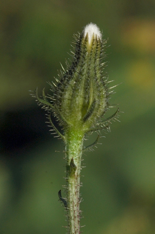 Image of Picris nuristanica specimen.