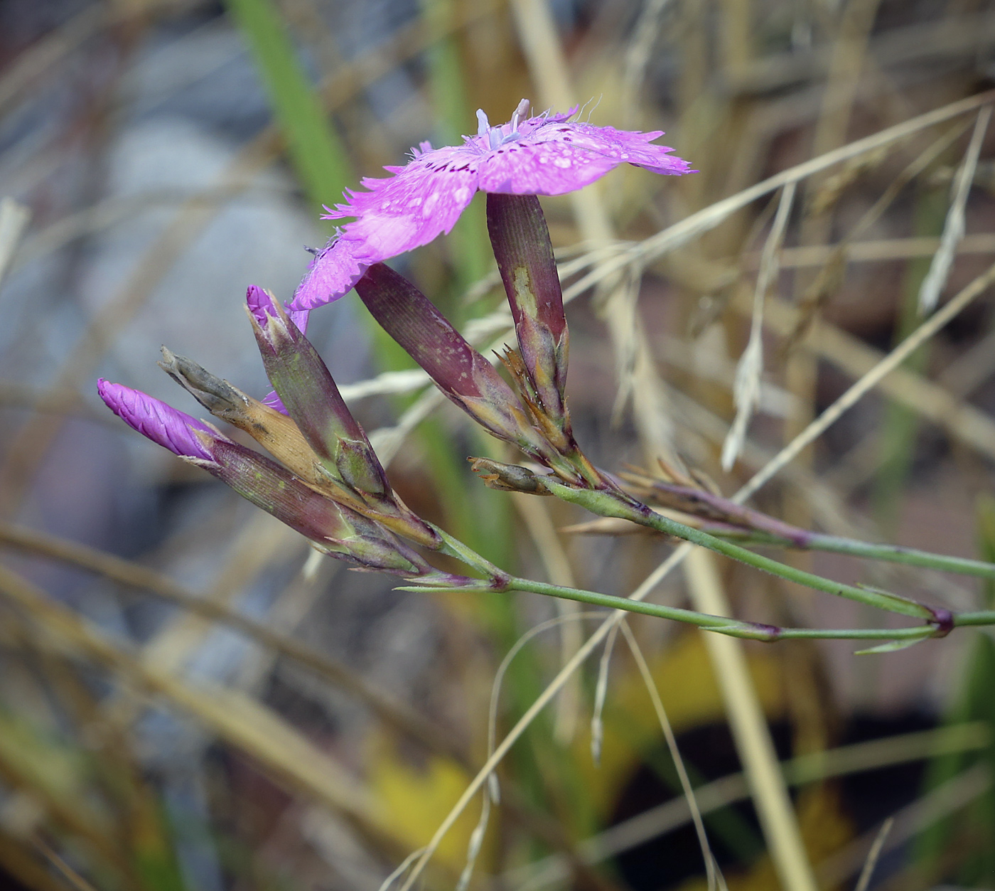 Image of Dianthus versicolor specimen.