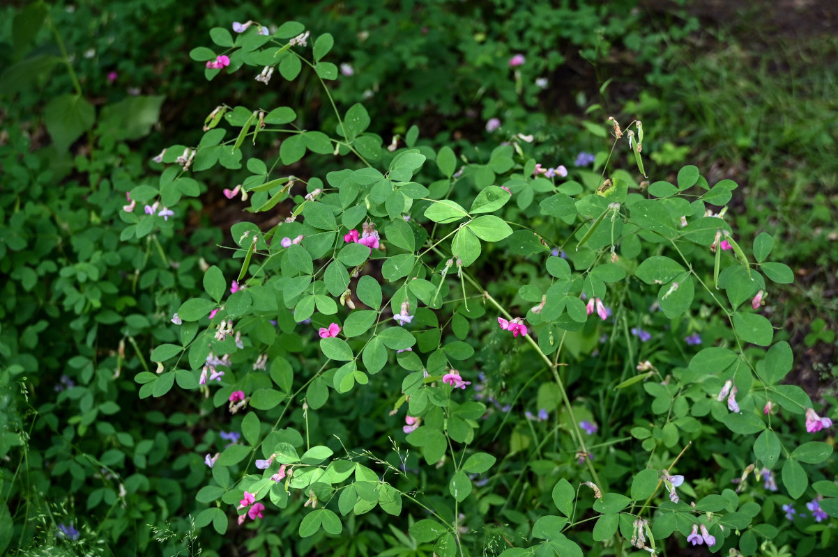 Image of Lathyrus roseus specimen.