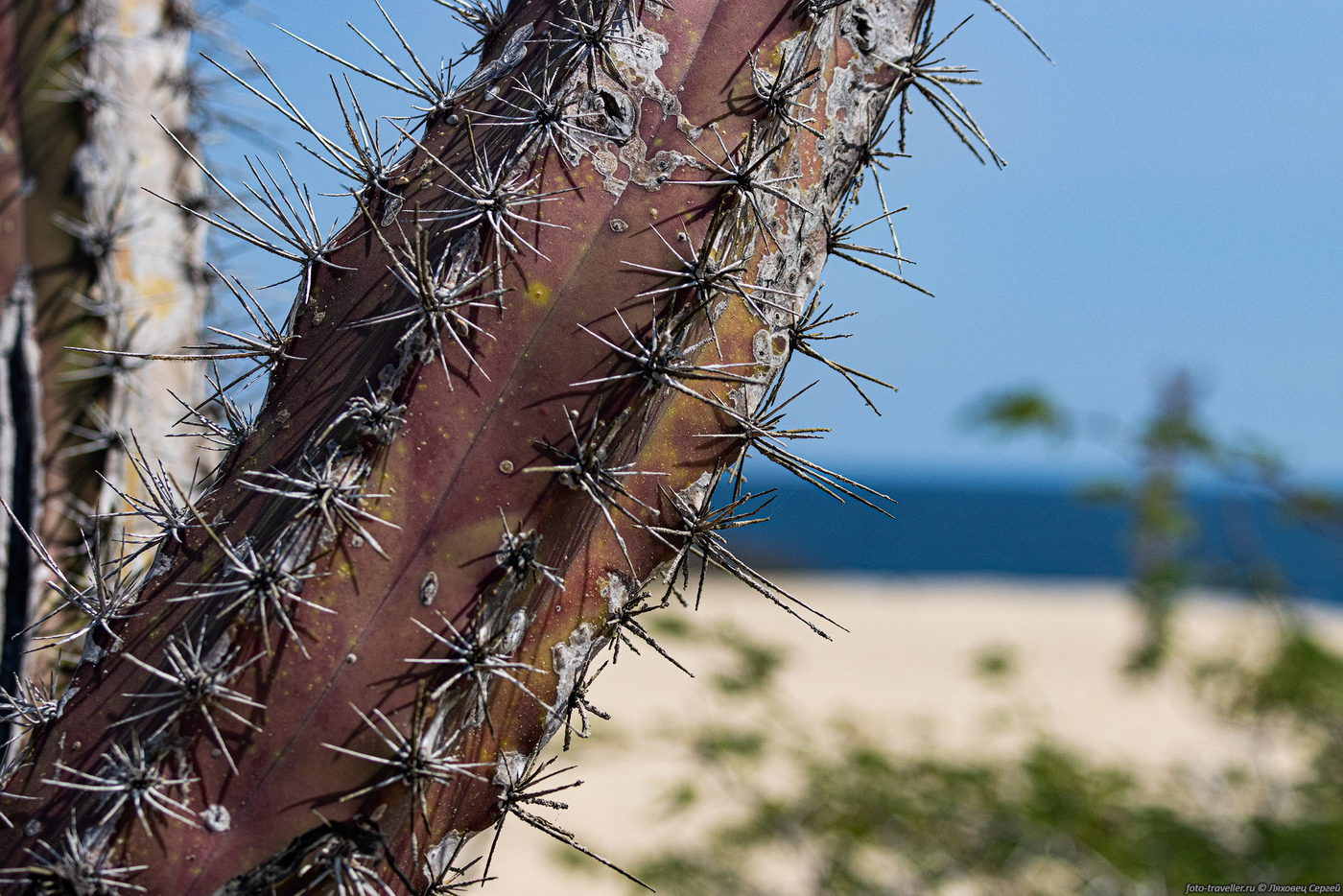 Image of familia Cactaceae specimen.