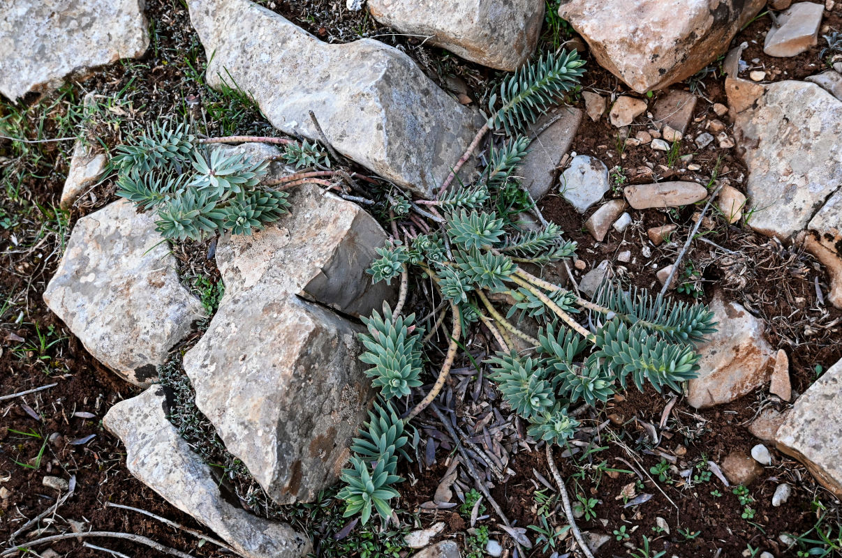 Изображение особи Euphorbia rigida.