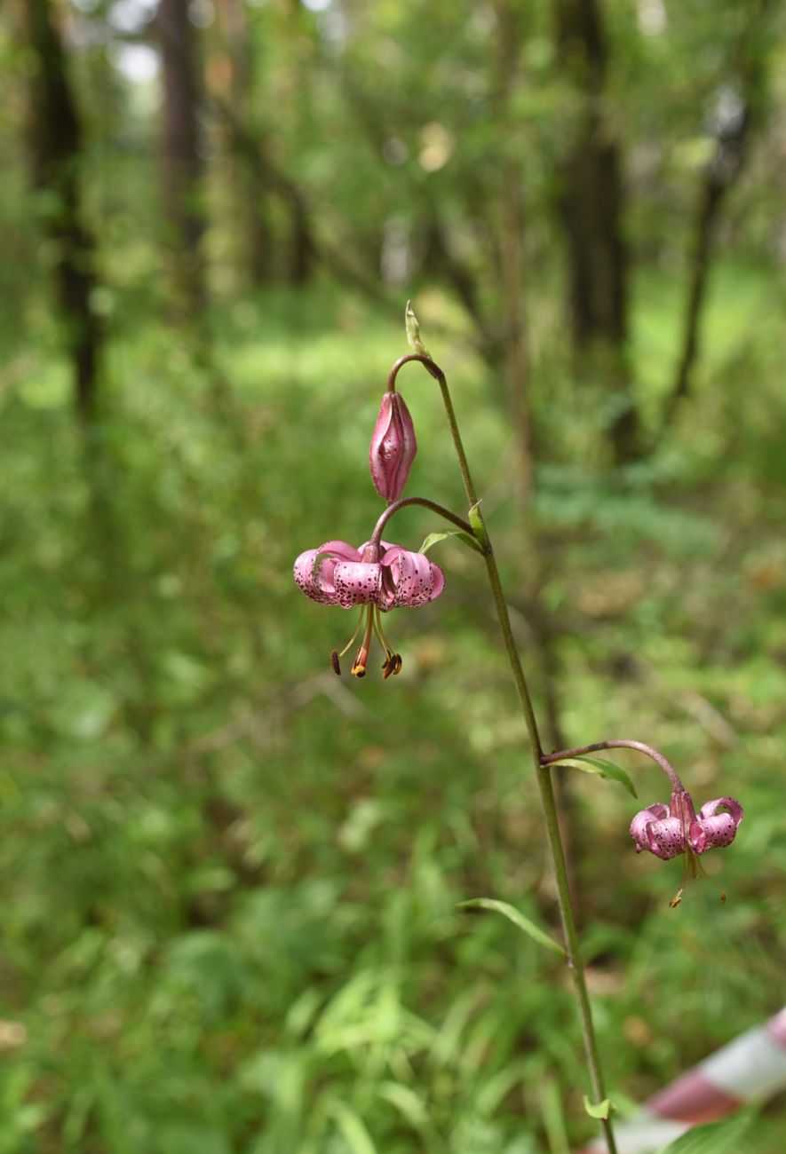 Image of Lilium pilosiusculum specimen.