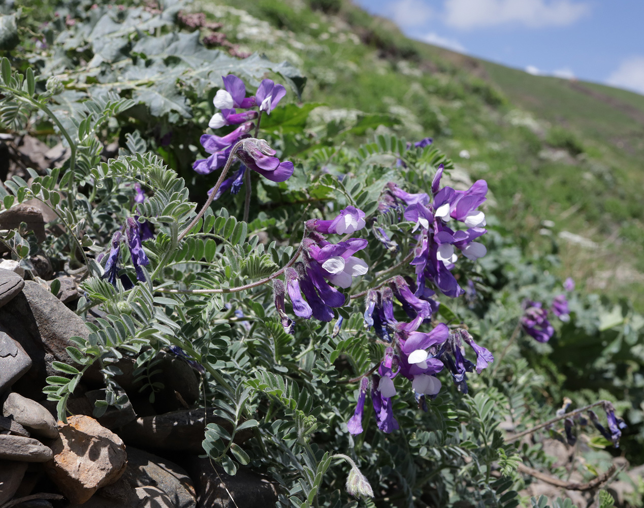 Image of Vicia sosnowskyi specimen.