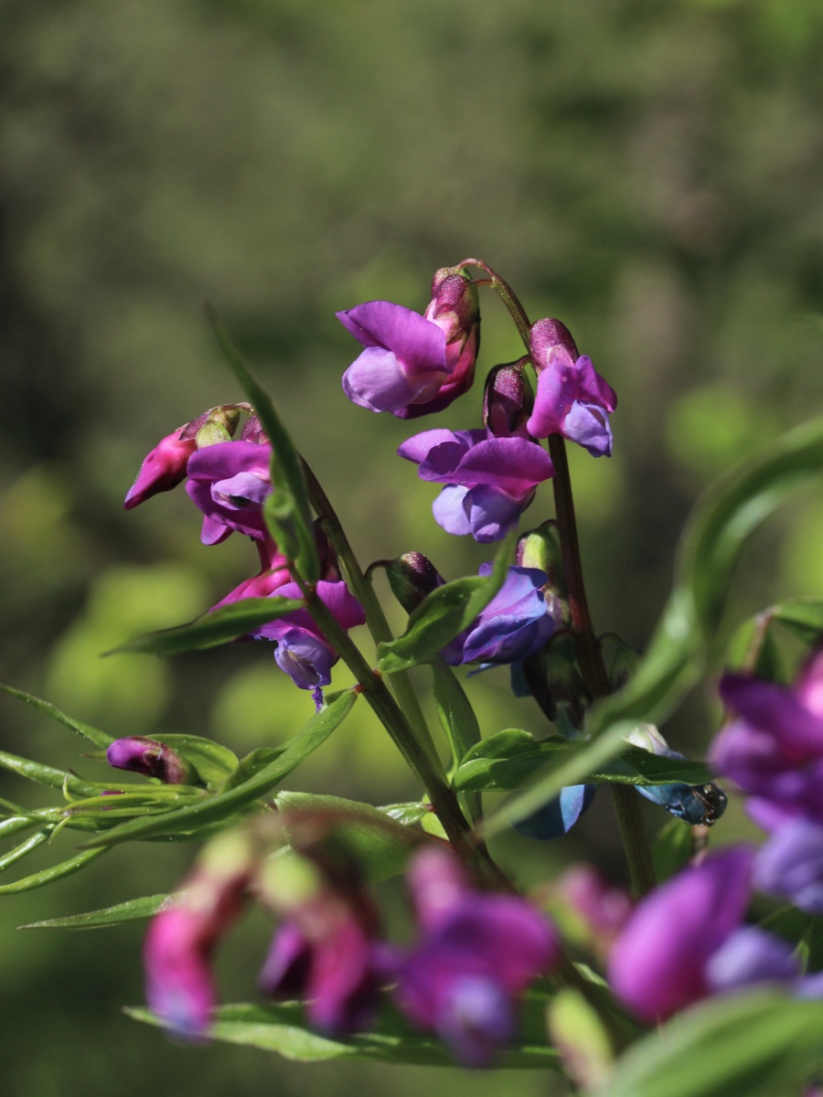 Изображение особи Lathyrus vernus.