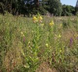 Oenothera biennis. Группа цветущих растений. Ленинградская обл., Приозерский р-н, научно-опытная станция \"Отрадное\" БИН РАН, зарастающий луг около старой усадьбы. 10.07.2023.