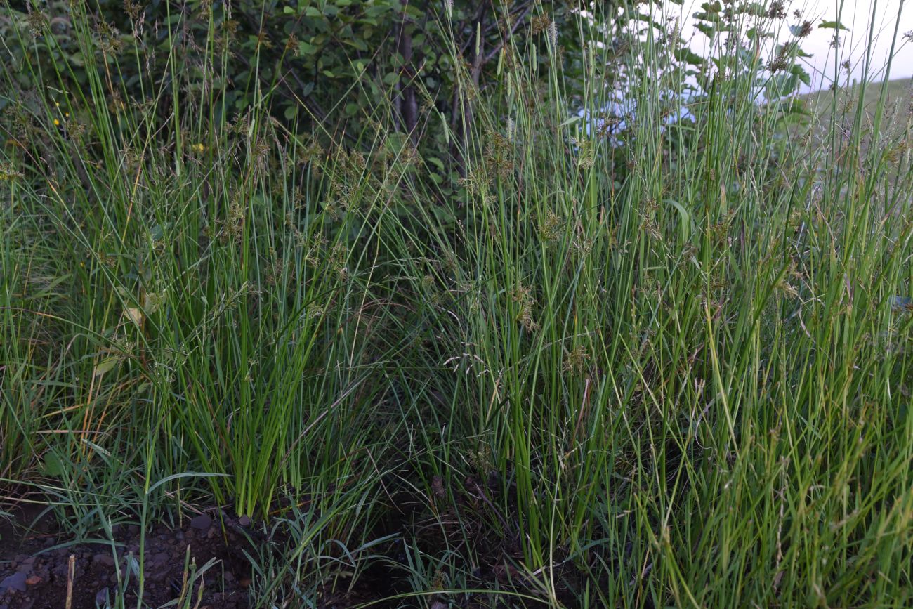 Image of Juncus effusus specimen.