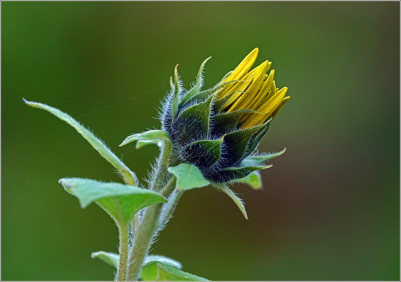 Изображение особи Helianthus annuus.