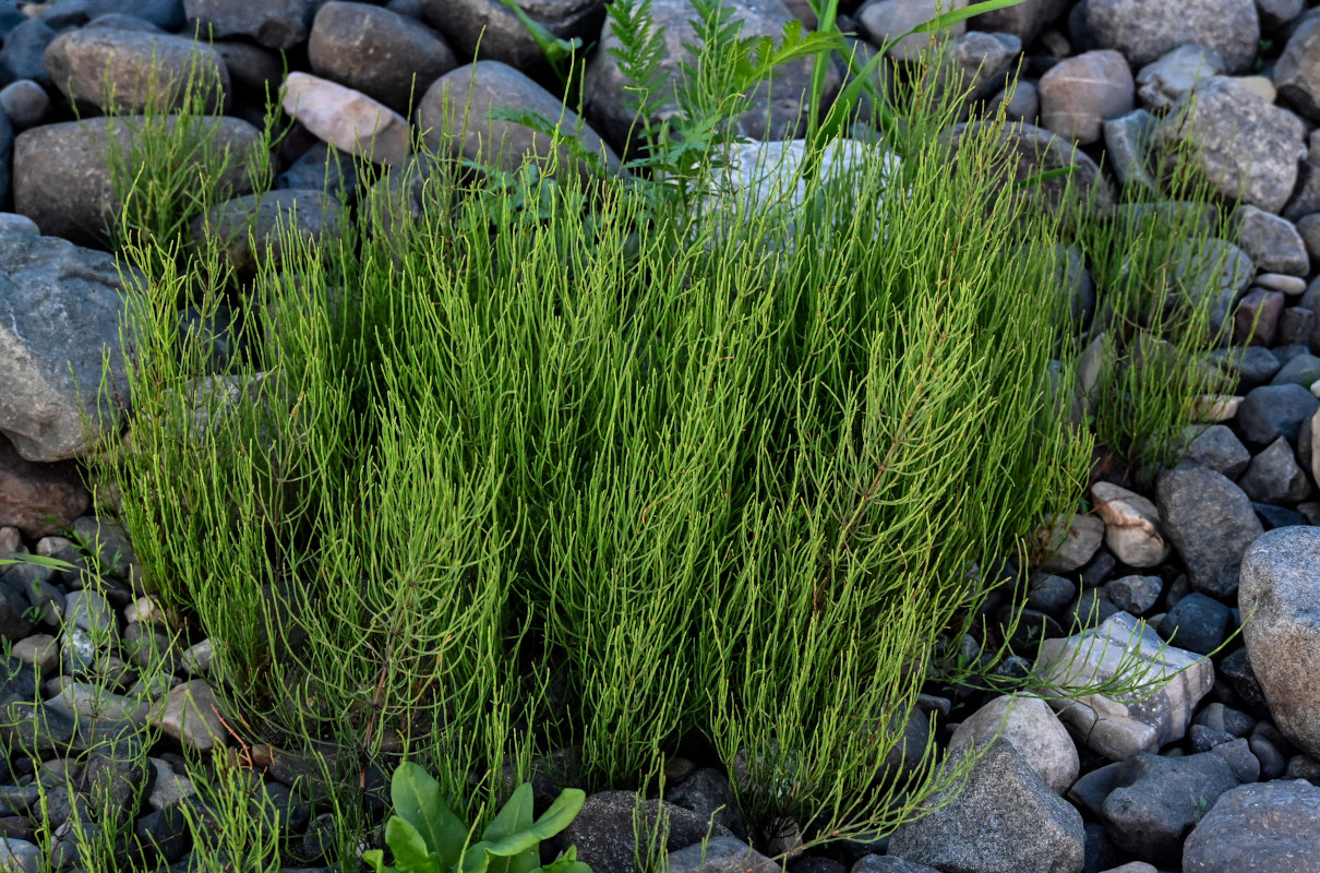 Image of Equisetum arvense specimen.