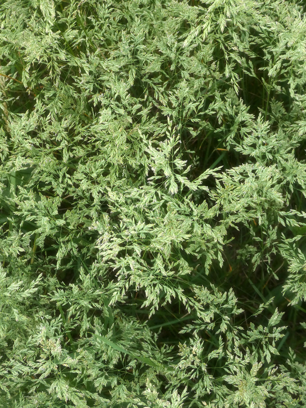 Image of Poa angustifolia specimen.