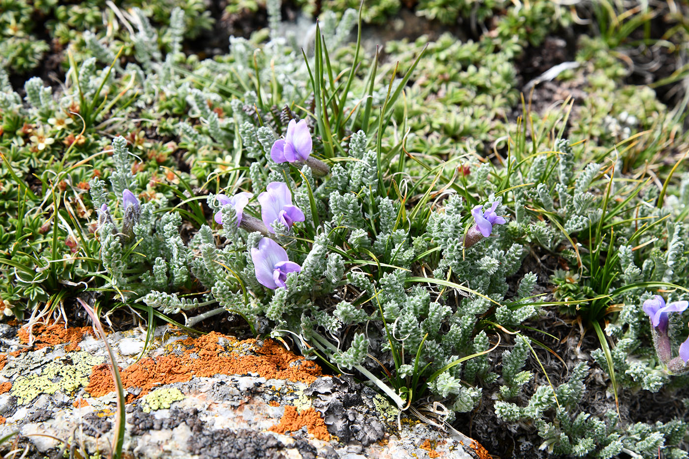 Image of Oxytropis chionobia specimen.