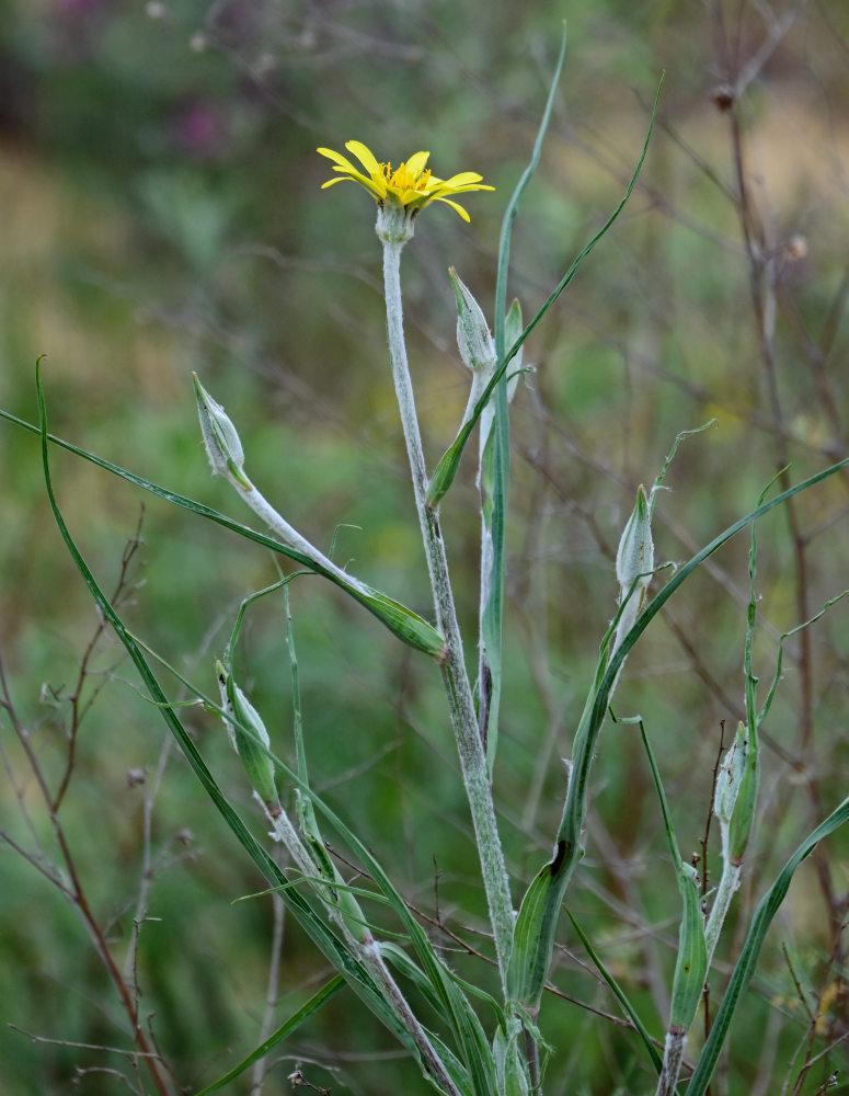 Изображение особи Tragopogon dasyrhynchus var. daghestanicus.