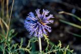 Echinops albotomentosus. Соцветие. Оренбургская обл., Кувандыкский гор. округ, заповедник \"Шайтан-Тау\", хр. Шайтан-Тау, ≈ 500 м н.у.м., луговой склон. 06.07.2023.