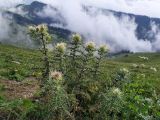 Cirsium obvallatum. Цветущие растения. Краснодарский край, городской округ Сочи, Адлерский р-н, с. Эстосадок, горнолыжный курорт \"Роза Хутор\", пеший маршрут \"Панорама\", южный склон хр. Аибга, 2200 м н.у.м., обочина грунтовой дороги. 08.08.2023.