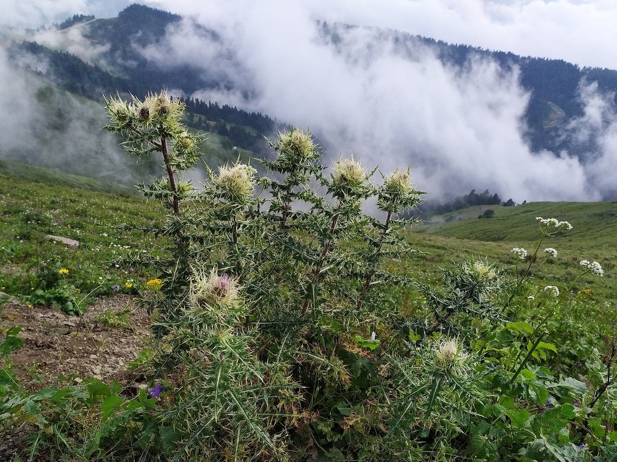 Image of Cirsium obvallatum specimen.