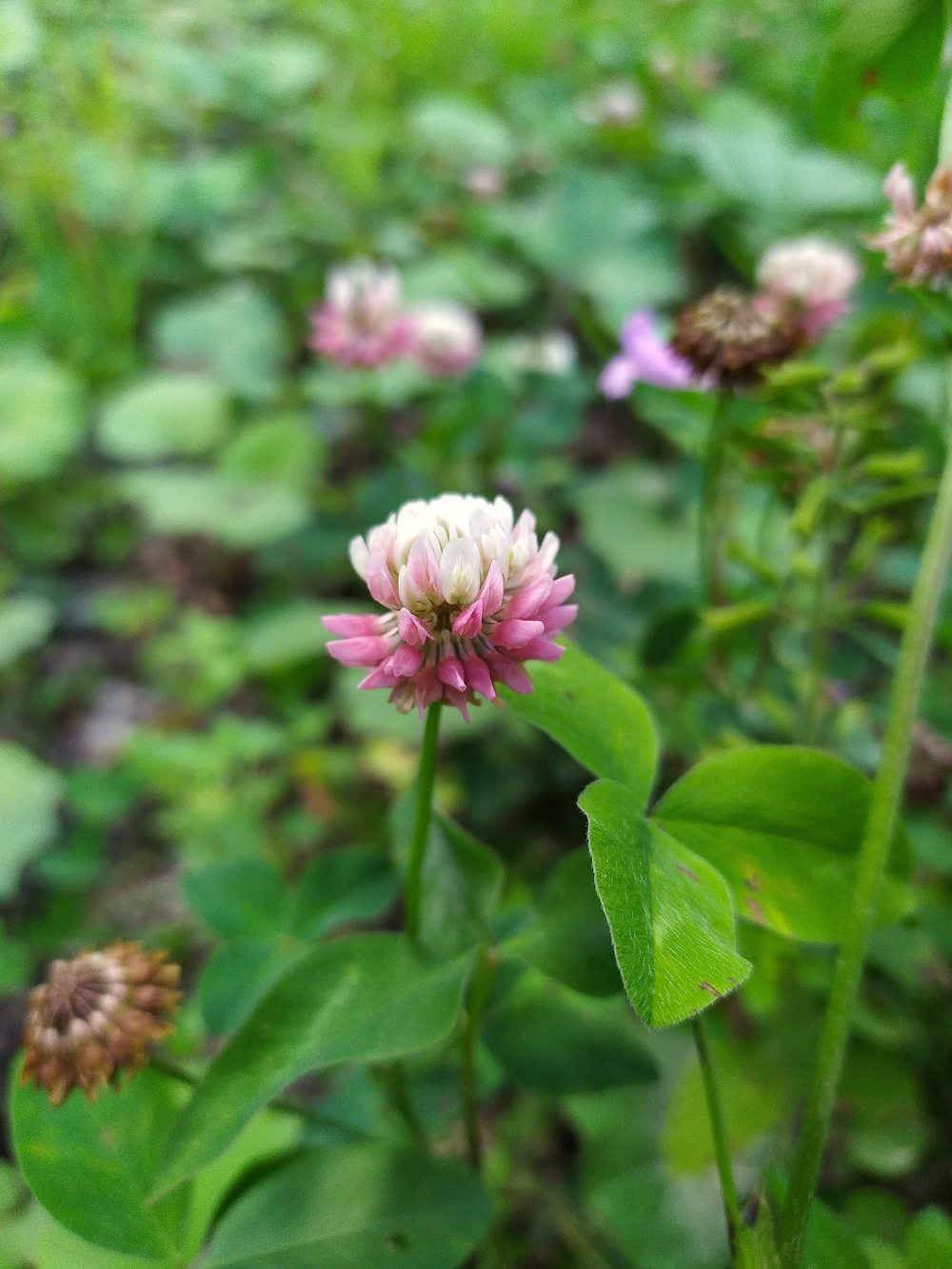 Image of Trifolium hybridum specimen.