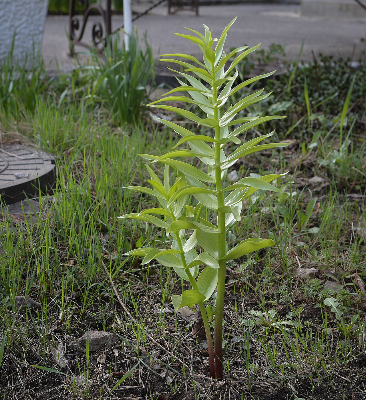 Image of Fritillaria imperialis specimen.