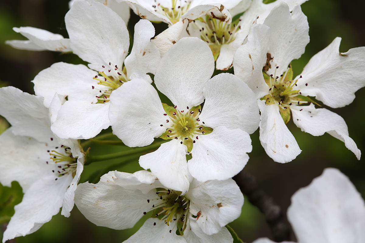 Изображение особи Pyrus ussuriensis.