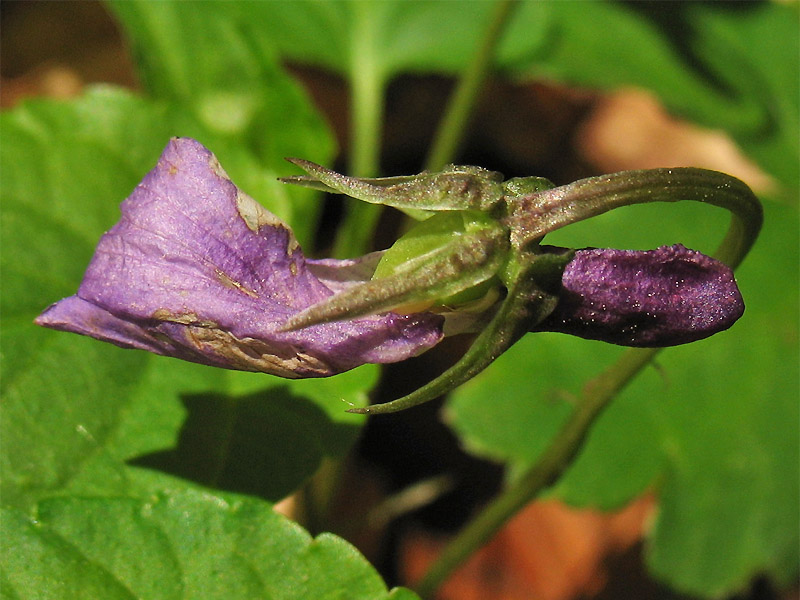 Image of Viola reichenbachiana specimen.