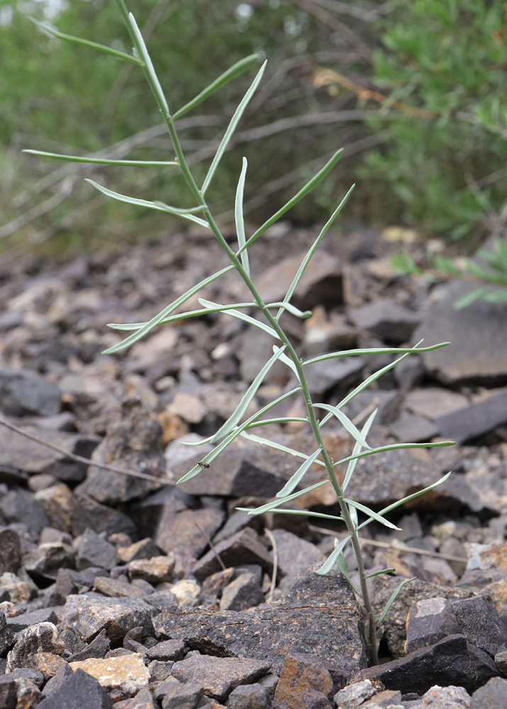 Image of Linaria popovii specimen.