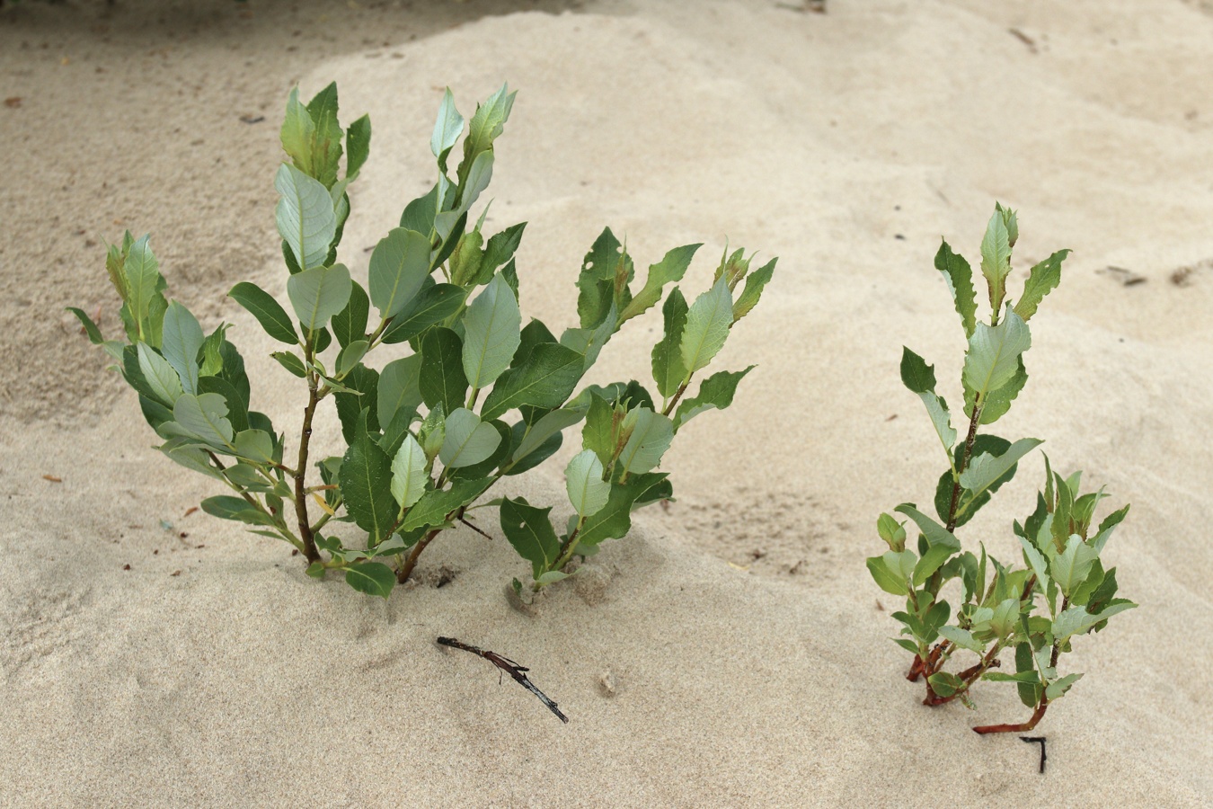 Image of Salix phylicifolia specimen.