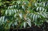 Toxicodendron vernicifluum. Верхушка ветви с соплодием. Китай, провинция Хунань, национальный парк \"Чжанцзяцзе\", смешанный лес. 06.06.2024.