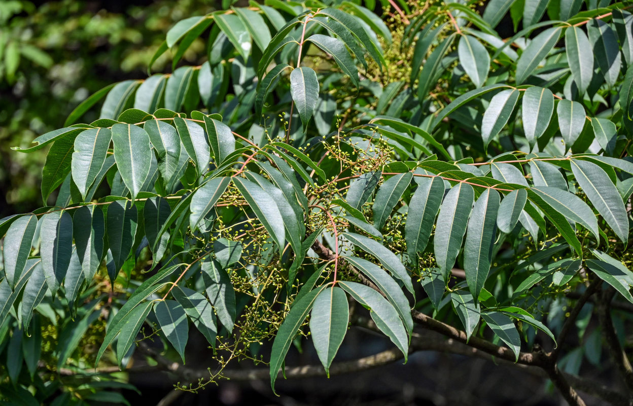 Изображение особи Toxicodendron vernicifluum.