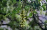 Pterocarya stenoptera. Верхушка побега с соплодием. Китай, провинция Хунань, г. Фэнхуан, берег реки. 04.06.2024.