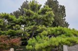 Pinus tabuliformis. Взрослое дерево. Китай, провинция Шэньси, г. Сиань, в культуре. 10.06.2024.