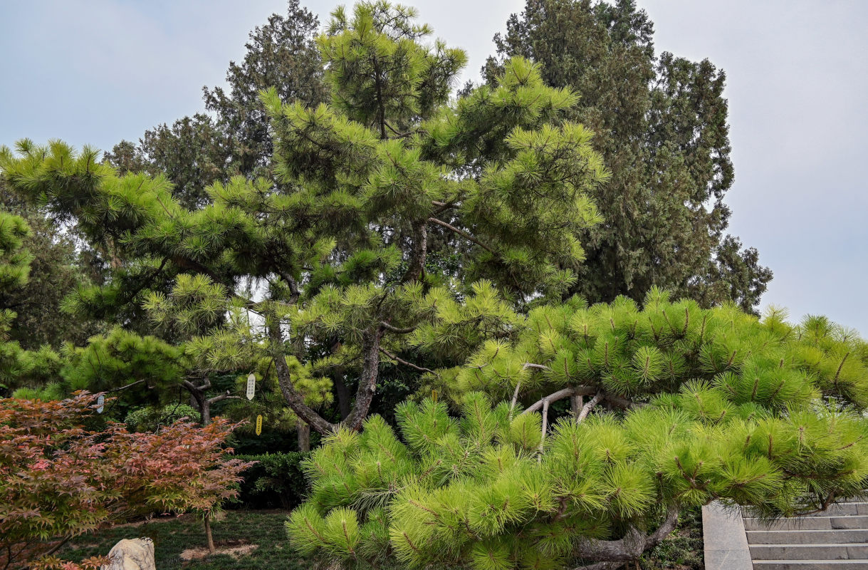 Изображение особи Pinus tabuliformis.