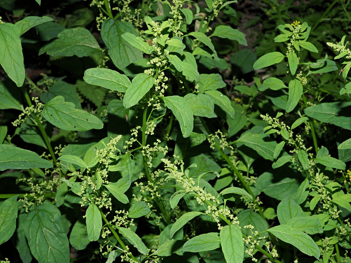 Image of Lipandra polysperma specimen.